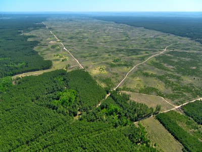 A pedido do MPF, Justiça Federal determina medidas urgentes para conter desmatamento na Amazônia