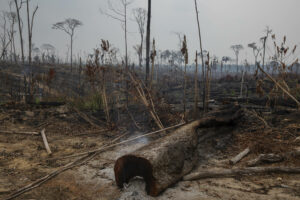 Crise climática e desmatamento da Amazônia podem deixar mais de 11 milhões de brasileiros sob calor intenso