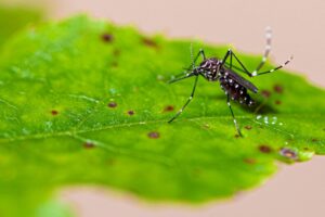 Temporada de chuvas aumenta o risco de surto de dengue no Brasil 