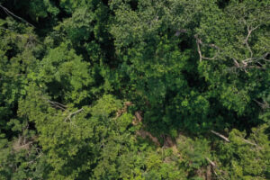 Inteligência artificial que monitora governos da Amazônia Legal é lançada no Acre