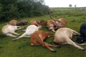 Raiva bovina mata mais de 50 cabeças de gado em Sena Madureira 