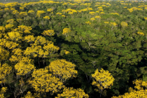 Cinco municípios do Acre devem receber verbas do Fundo Amazônia