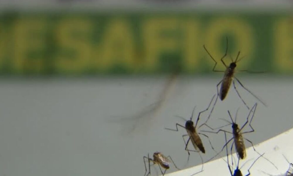 dengue-avanca-em-ritmo-acelerado-no-estado-do-rio-de-janeiro