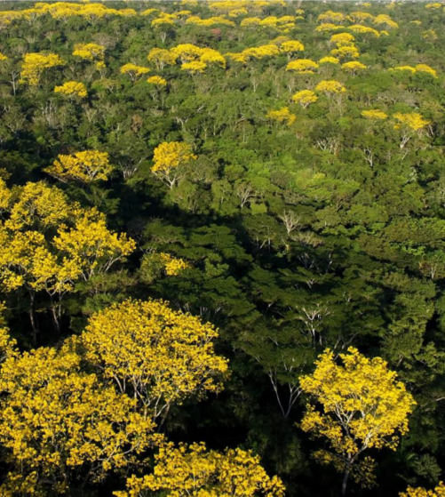 acre-e-o-estado-da-amazonia-legal-com-menos-alertas-de-desmatamento-na-1a-quinzena-de-janeiro