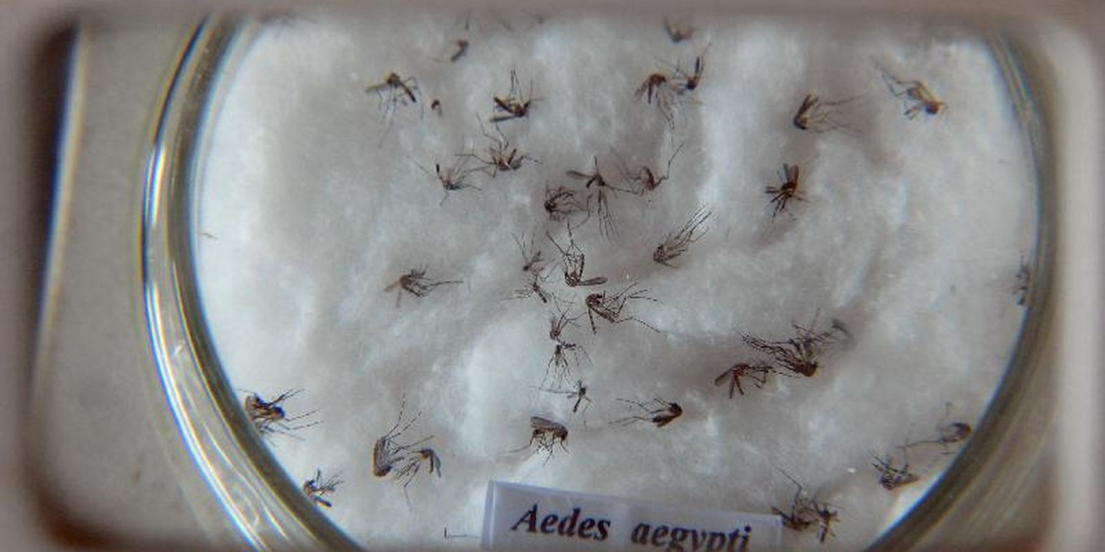 defensoria-no-rio-ve-falha-na-prevencao-e-cobra-medidas-contra-dengue