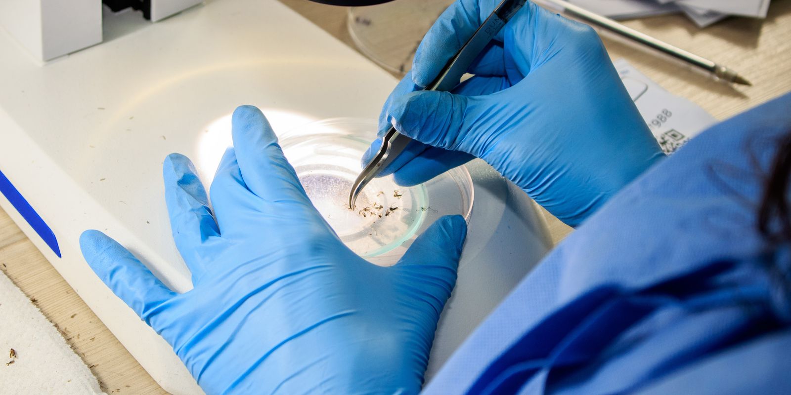 metodo-wolbachia-reduz-casos-de-dengue-em-niteroi