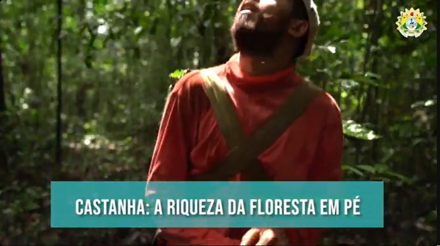 castanha:-a-riqueza-da-floresta-em-pe