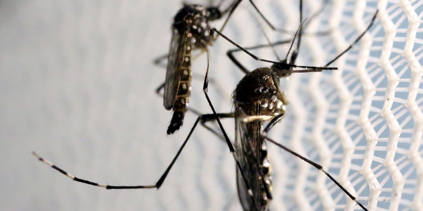 brasil-se-aproxima-de-1-milhao-de-casos-provaveis-de-dengue