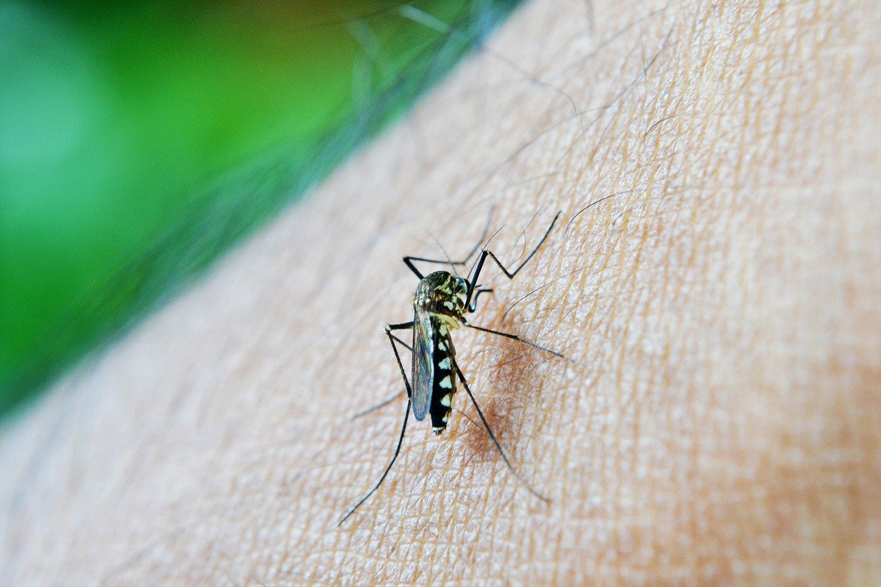 dengue:-5-estados-e-df-tem-mais-casos-este-ano-do-que-em-todo-2023