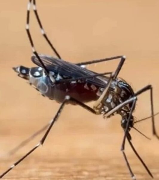blumenau-confirma-primeira-morte-por-dengue-em-2024