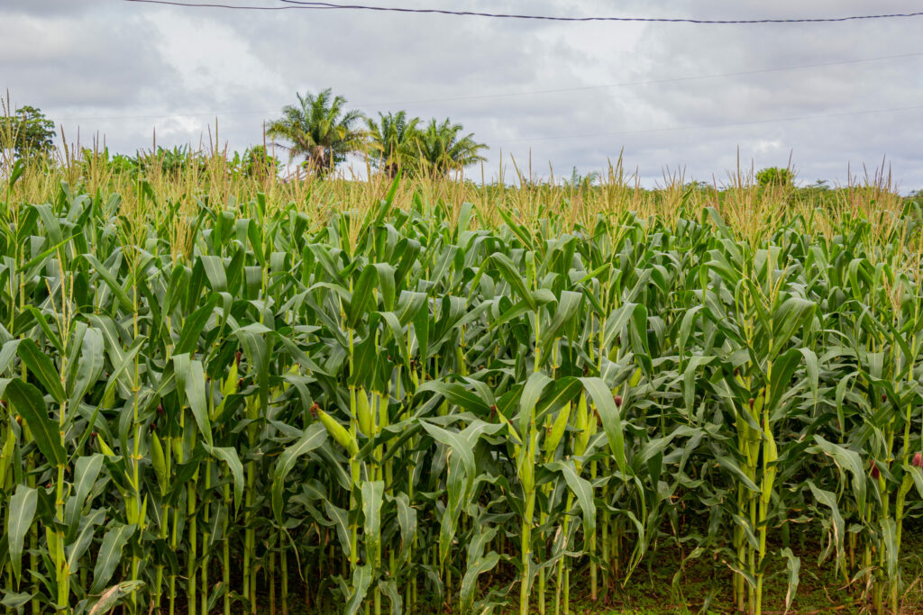 acre-apresenta-variacao-positiva-na-estimativa-da-colheita-de-cereais,-leguminosas e oleaginosas