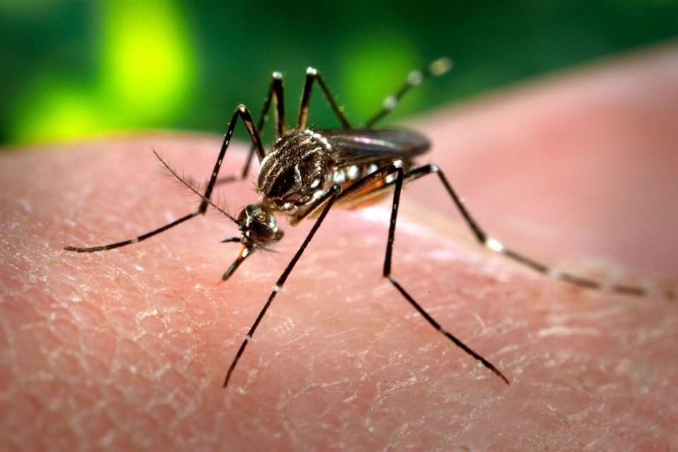 no-rastro-da-dengue,-casos-de-chikungunya-aumentam-no-brasil