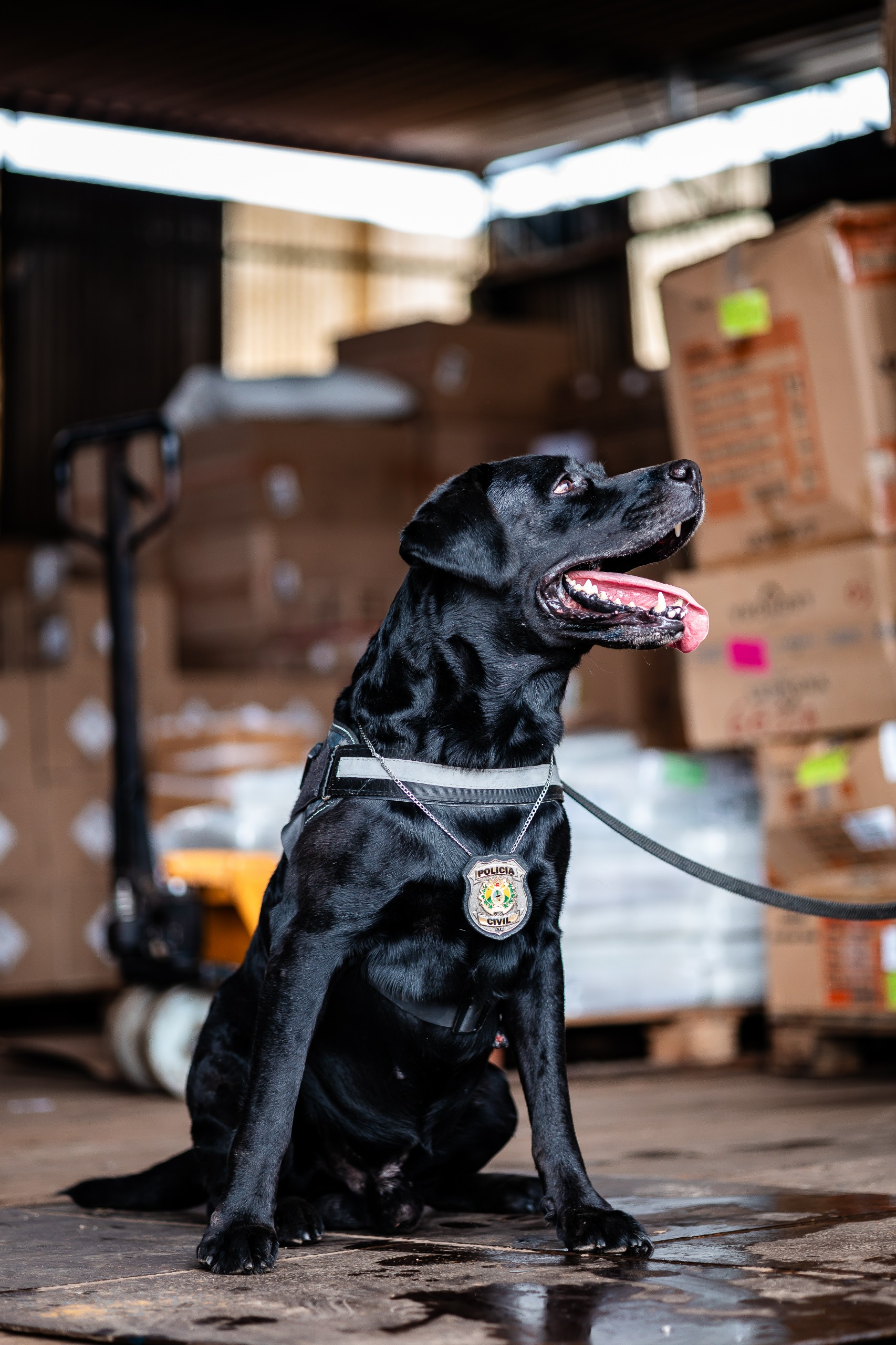 policia-civil-aposenta-cao-farejador-narco-e-anuncia-novo-lar-para-o-animal