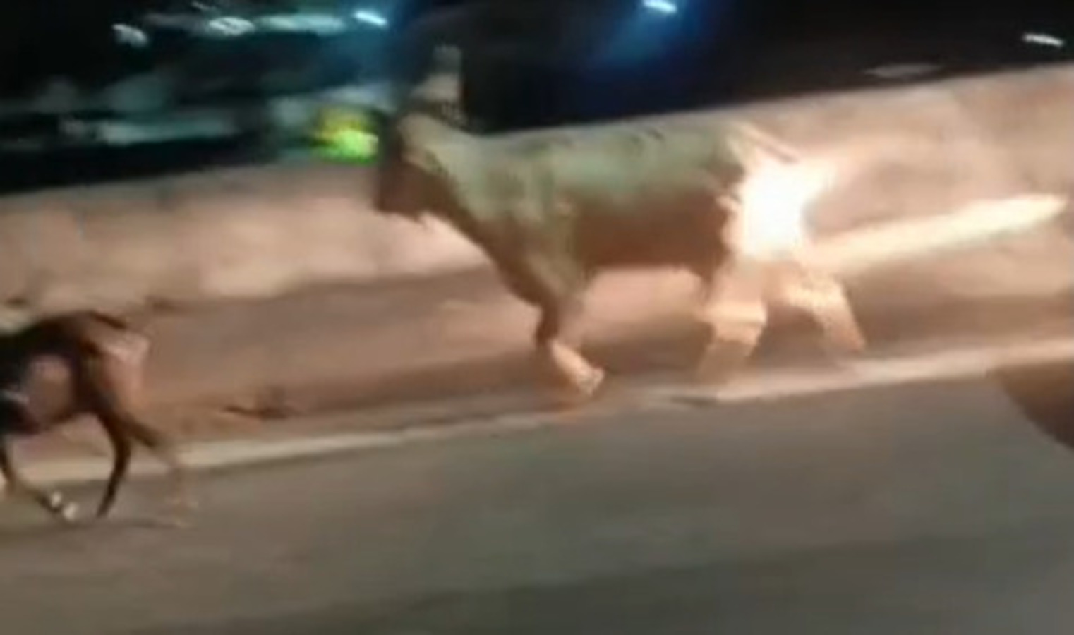 video:-cabritos-invadem-linha-vermelha-e-causam-congestionamento-no-rj