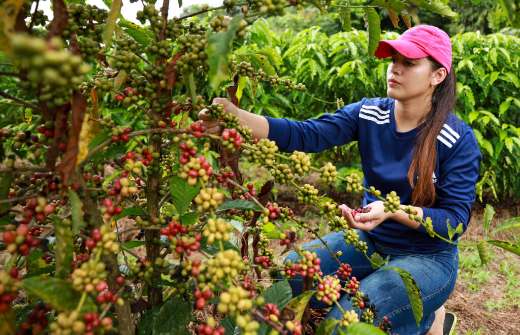 plantio-do-cafe-cresce-e-fortalece-a-economia-e-a-agricultura-familiar-no-acre