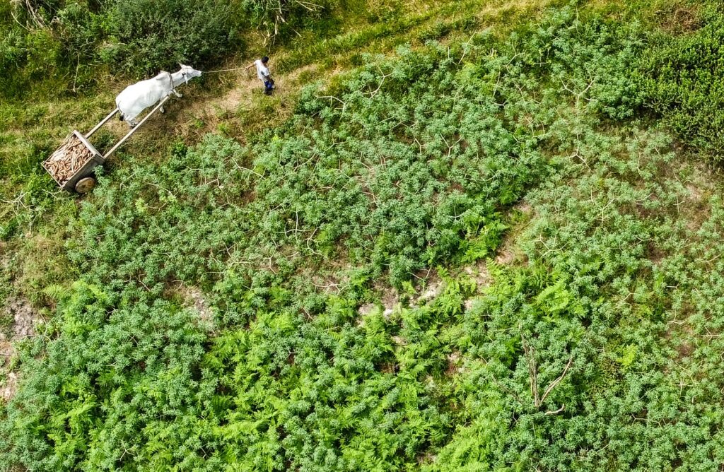 acre-mantem-estimativa-de-187,8-mil-toneladas-na-colheita-de-cereais,-leguminosas-e-oleaginosas