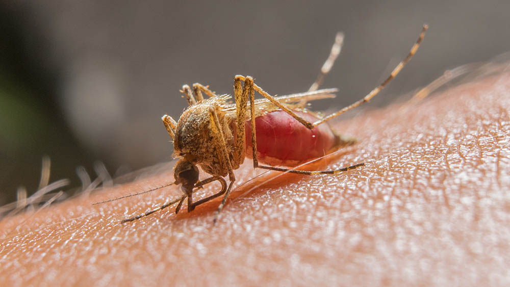 saude-do-acre-registra-reducao-de-15,2%-nos-casos-de-malaria-no-estado