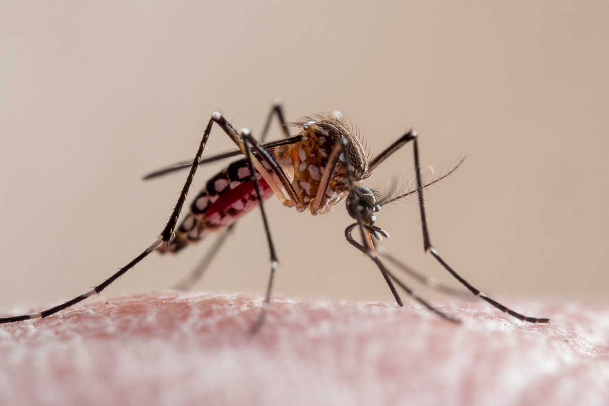 brasil-supera-numero-de-casos-de-chikungunya-de-2023