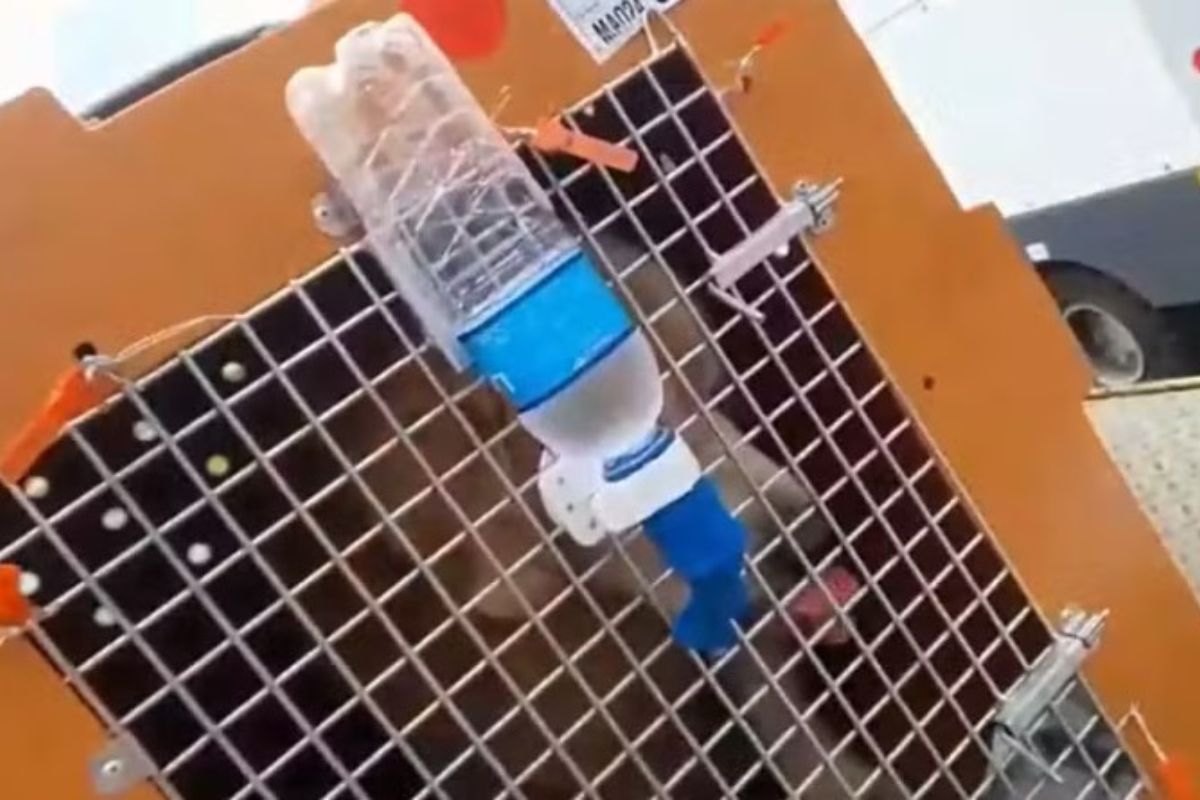 novas-imagens-mostram-cao-joca-ainda-vivo-antes-de-voltar-para-sp