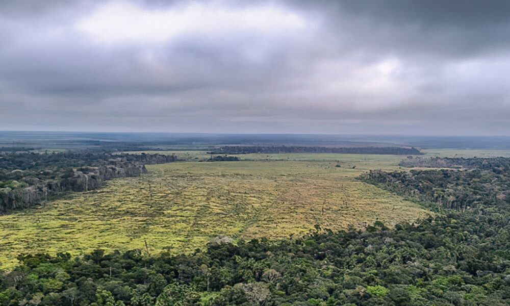 ipam-e-banco-mundial-lancam-plataforma-sobre-desmatamento-na-amazonia