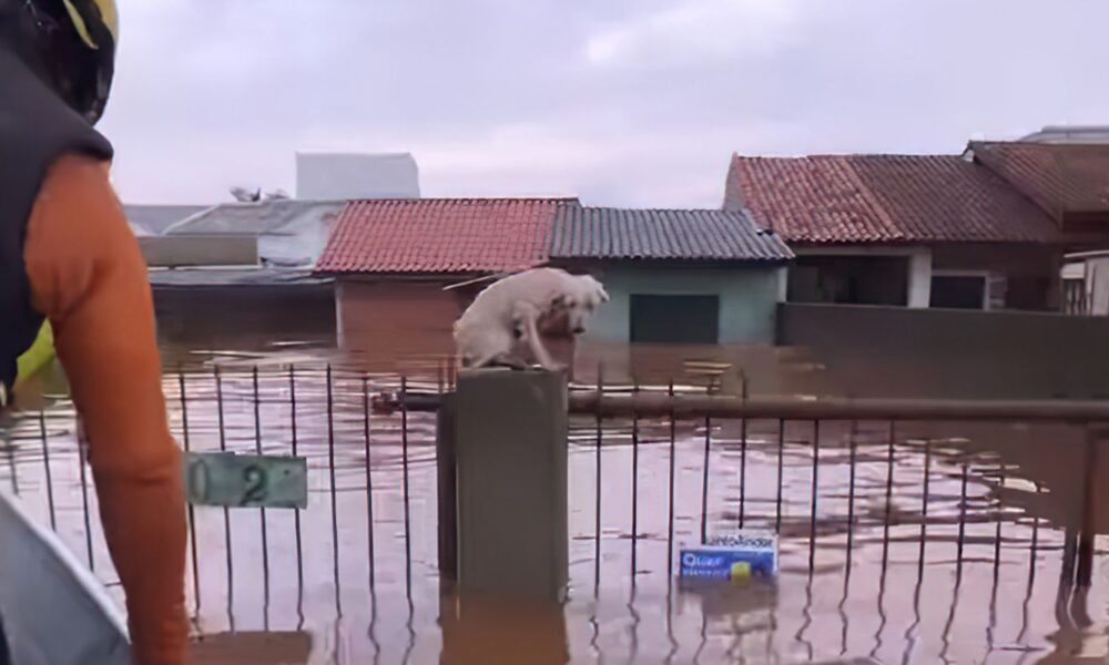 pelo-menos-3,5-mil-animais-ilhados-pela-chuva-foram-resgatados-no-rs