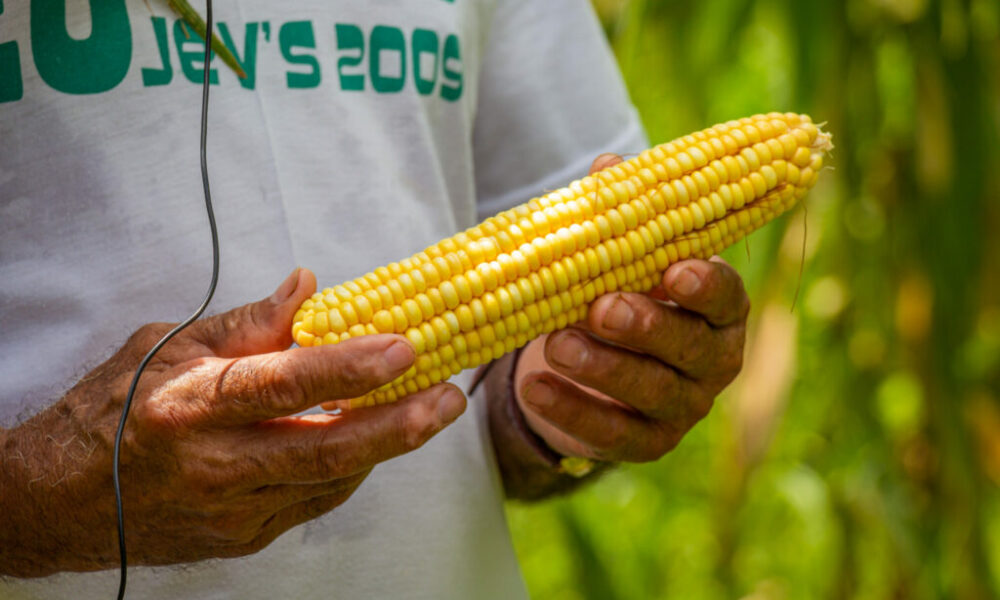com-alta-producao-de-mandioca-e-milho,-previsao-da-safra-no-acre-e-de-mais-de-187,8-mil-toneladas